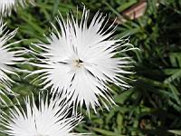 Dianthus Spiculifolius (fam. Caryophyllacees) (05) (Photo F. Mrugala)
